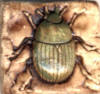 2 inch striped beetle glaze