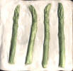 Asparagus Upright on white bg 6 x 6"