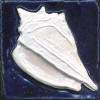 conch cobalt and white