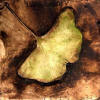 gingo leaf
